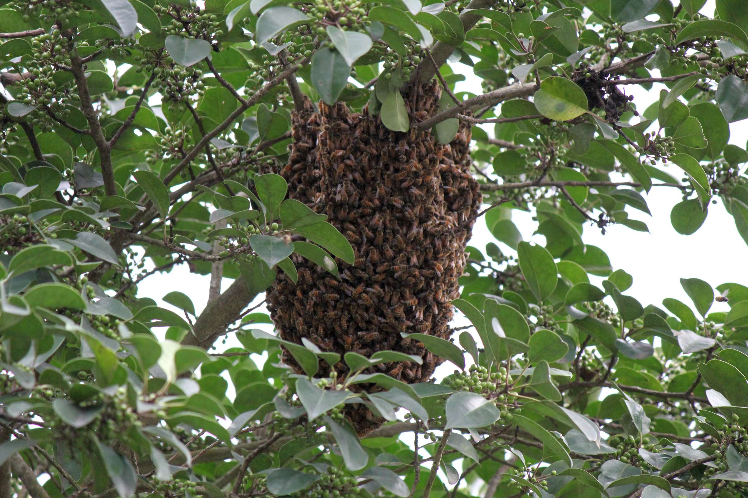 モチノキにミツバチの巣